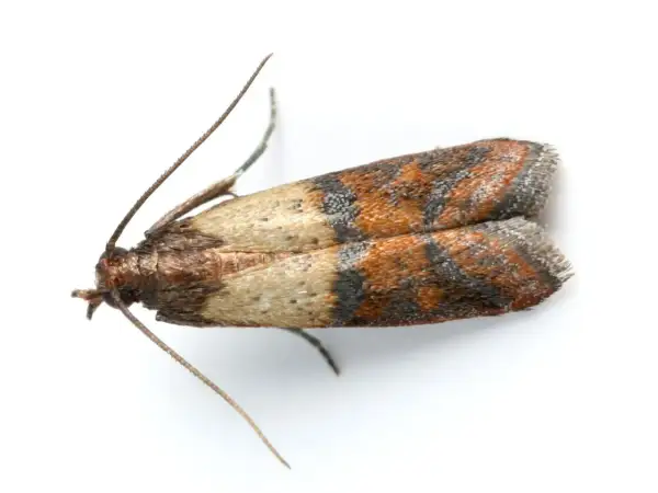 Un petit papillon aux ailes tachetées de brun et d'orange, un ennemi des textiles. Comment se débarrasser des mites textiles ?