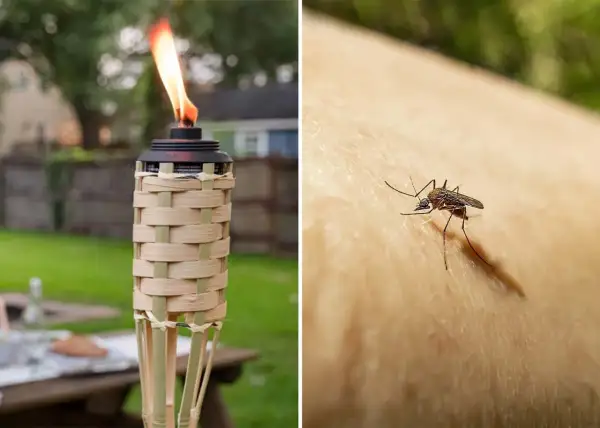 Torche allumée pour éloigner les moustiques, et un moustique sur la peau. Que faire contre les moustiques ?
