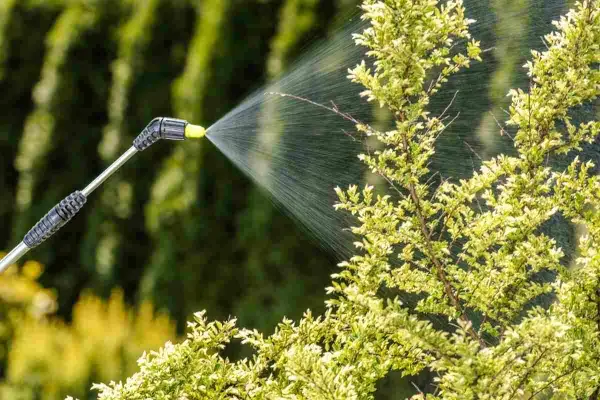 Pulvérisation d'un produit à base de pyrèthre sur des plantes. Attention, le pyrèthre peut présenter un danger pour l'homme s'il est mal utilisé.