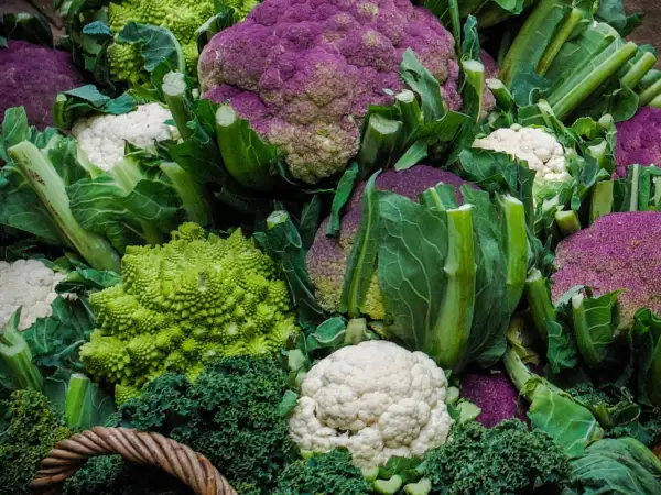 Un assortiment coloré de différents choux : violets, blancs et verts, dont un chou romanesco aux formes géométriques fascinantes.