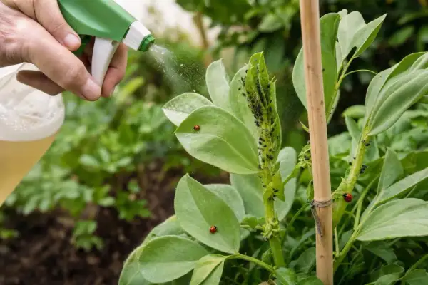 Maintenant, découvrez comment se débarrasser des pucerons et fourmis avec ce spray naturel sur les plantes.