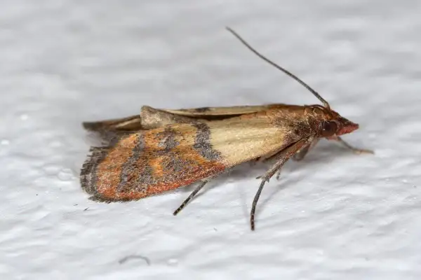 Un petit papillon de nuit, une mite, se repose sur un mur blanc. Ses ailes sont ornées de motifs brunâtres et orangés.