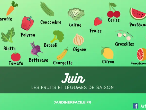 Illustration colorée des fruits et légumes de saison de juin : carotte, poivron, concombre, laitue, fraise, cerise, pastèque, etc.