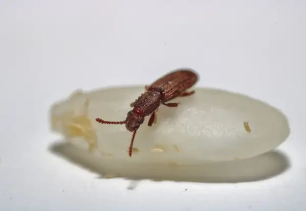 Un minuscule insecte alimentaire, un petit coléoptère brun, se repose sur un grain de riz blanc.