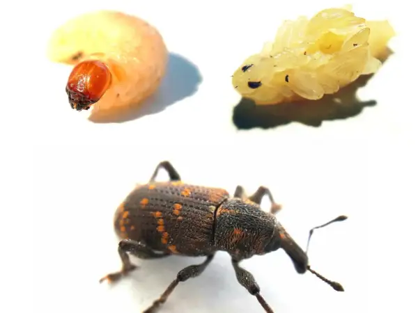 Larve, nymphe et un charançon adulte, un **vêtement mite noire** aux reflets orangés, sur fond blanc.