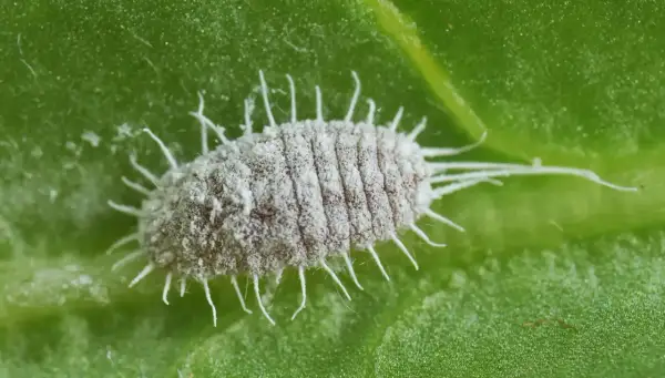 Gros plan d'un puceron blanc cotonneux sur une feuille verte. Un signe avant-coureur d'infestation, nécessitant un traitement rapide.