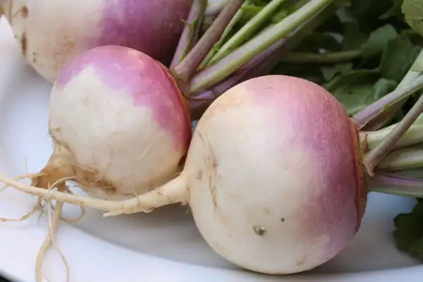 Navets frais, un légume en n. avec leurs fanes vertes et leurs racines fines, prêts à être cuisinés.