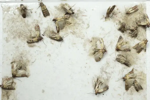Un piège à mites alimentaires fait maison, recouvert de plusieurs mites capturées.