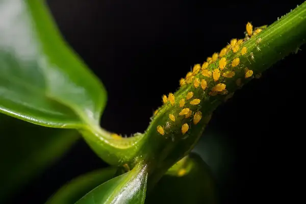 Gros plan sur une tige verte recouverte de pucerons jaunes. Une infestation qui appelle un traitement naturel.