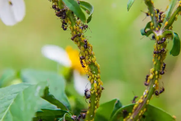 Des fourmis protègent une colonie de pucerons sur une tige verte. Une solution anti puceron naturel est peut-être en préparation.