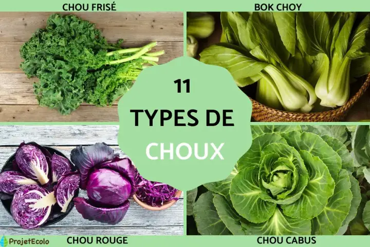 Combien de variétés de choux - La réponse utile et concrète